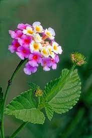 Pin On Botanist