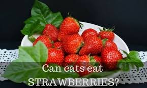Can cats eat raw fish? Can Cats Eat Strawberries Safe Amount And Risks Cattention