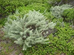 Image result for Bothriocline quercifolia