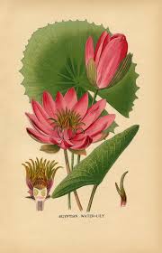 12 Water Lily Images Lotus Flowers Botanical Drawings Botanical Illustration Botanical Prints