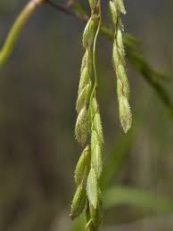 Image result for Leersia