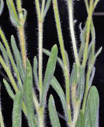 Image result for Eriosema pumilum