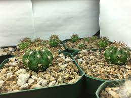Growing cacti from seed is a little more difficult, and requires a little more patience than many other kinds of seeds. 6 Months Of Work Gone Cactiguide Com