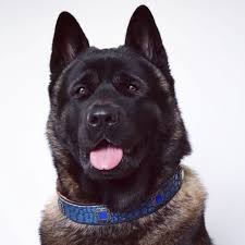 Photos D Animaux Yummypets American Akita Dogs Beautiful Dogs