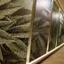New York  opens marijuana clinics with emphasis on 'medical'