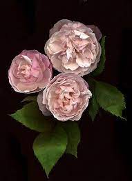 Alex Waterhouse Hayward Rose Garden Design Blooming Rose Rose