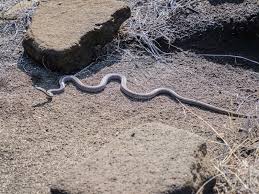 A Thomas` Racer Snake, Isla Santiago, Galapagos, Ecuador Stock Image