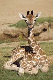 The Giraffe Herd At The San Diego Zoo Safari Park Has Grown After Two Female Giraffe Calves Were Born In T Giraffe San Diego Zoo Safari Park Animals Beautiful