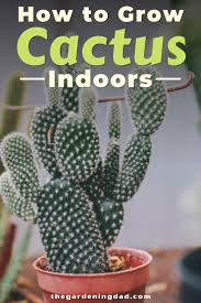 Remove plastic wrap, but keep evenly watered for the first 6 months. How To Grow Cactus Indoors Outdoors The Gardening Dad How To Grow Cactus Growing Cactus From Seed Cactus Care