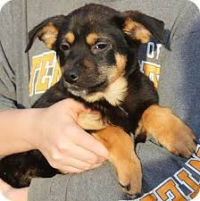 German shepherd dogs adopted on rescue me! Stamford Ct German Shepherd Dog Mix Meet Charlie A Puppy For Adoption Shepherd Dog Mix German Shepherd Dogs Dogs