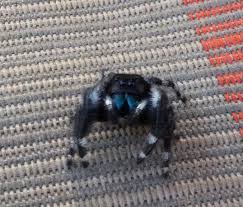 Image result for Blue Lightning 2005 Spider