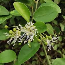Image result for Capparis sepiaria