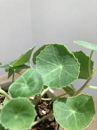 Image result for Senecio oxyriifolius