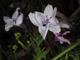 Image result for Babiana bainesii