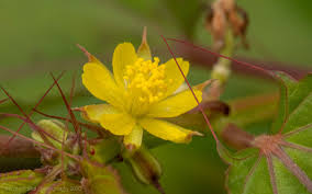 Image result for Corchorus schimperi