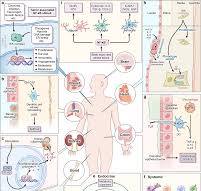 NF-κB in biology and targeted therapy: new insights and ...