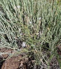 Image result for Lactuca inermis