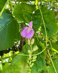 Image result for Canavalia cathartica