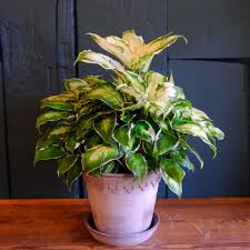 Image result for beautiful dieffenbachia