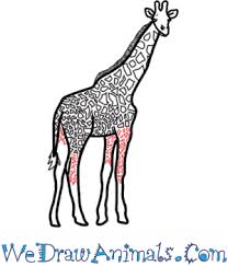 Now that you have all your rough gesture lines, flow points, and the base color in place, it's time to bring it all together to create realistic muscle and skin textures. How To Draw A Realistic Giraffe