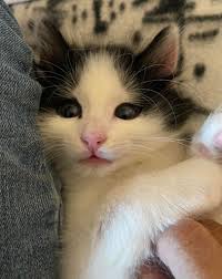 New animals added to foha.org, including Apollo