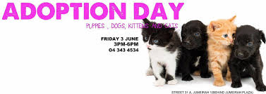 To adopt an animal from us please review the information below: Sharjah Cat Dog Shelter Home Facebook