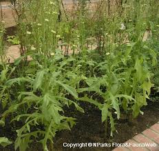 Image result for Lactuca indica
