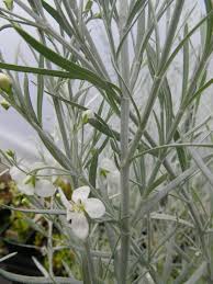 Image result for Gomphostigma