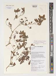 Image result for Pleurostylia