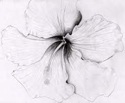 Hibiscus By O0starrieskye0o Deviantart Com On Deviantart Hibiscus Flower Drawing Pencil Drawings Of Flowers Hibiscus Drawing