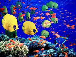 The Great Barrier Reef In Australia Is Home To Over 1500