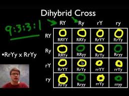 Put the male's gametes on. A Beginner S Guide To Punnett Squares Youtube