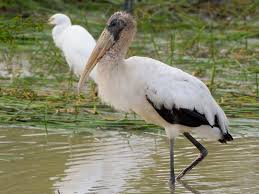 Wood Stork Identification All About Birds Cornell Lab Of Ornithology Stork Bird Stand Stork Bird