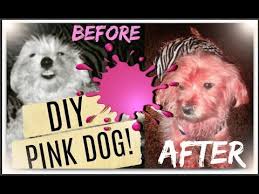 Nicole rose, 33, of ontario, canada, dyed her rescue dog, stella, a fuchsia pink color to match her bridesmaids' dresses for her wedding day. Diy How To Dye Your Dog Pink Youtube