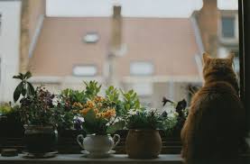 Cunku Bir Kedi Kadar Govdesi Var Kirilmis Ve Yorgun Heveslerin Haydar Ergulen Kedi Nadide Fotograflar Ilham Veren Fotograflar