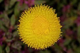 Image result for Microglossa