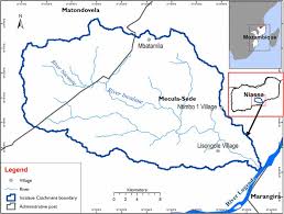 Image result for Cyphostemma spinosopilosum