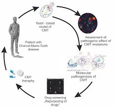La cmt est une maladie hétérogène et les mutations qui y sont liées peuvent survenir dans. Ijms Free Full Text A Yeast Based Model For Hereditary Motor And Sensory Neuropathies A Simple System For Complex Heterogeneous Diseases Html