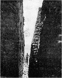 Image result for Brachyachne patentiflora