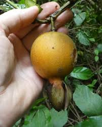 Image result for Sherbournia bignoniiflora