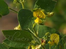 Image result for Rhynchosia albissima