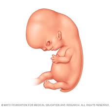 Fetal Development The 1st Trimester Mayo Clinic