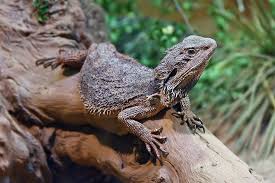 Bearded Dragons 11 Animals That Can Change Their Gender Mnn Mother Nature Network Eastern Bearded Dragon Bearded Dragon Bearded Dragon Care
