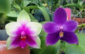 Pin On Flowers