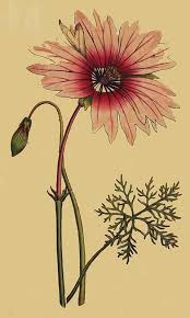 Image result for Monsonia