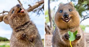 Before european settlement it was widely distributed. 22 Fotos Que Mostram Porque O Quokka E Conhecido Como O Animal Mais Feliz Do Mundo