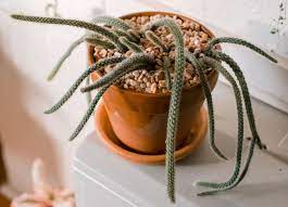 How to care for a rat tail cactus. Rat Tail Cactus Care And Growing Guide