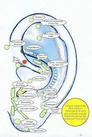 Sie sollen unter anderem das abnehmen unterstützen, stress reduzieren oder das verlangen nach suchtmitteln dämpfen. 40 Akkupressur U Reflexion Ideen In 2021 Akkupressur Akupressur Gesundheit Und Wohlbefinden