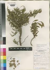 Image result for Otholobium foliosum