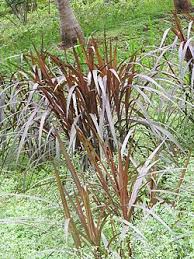 Image result for Cenchrus purpureus